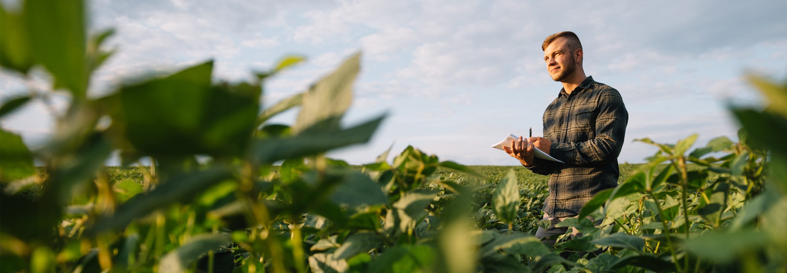 Tobacco field